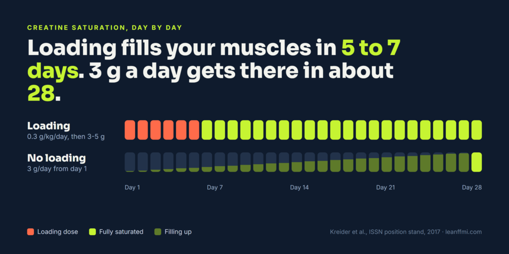 Creatine loading vs no loading saturation timeline over 28 days
